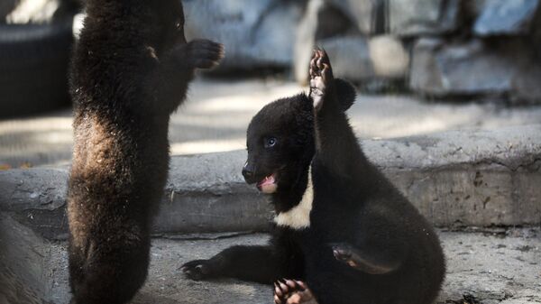 Himalayan bear cubs in the enclosure of the Novosibirsk Zoo