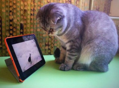A cat with a tablet
